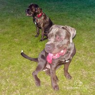 Cane Corso - Both