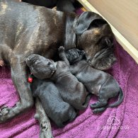 Cane Corso - Both