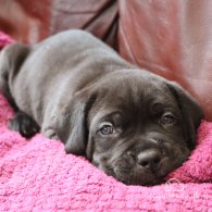 Cane Corso - Both