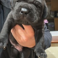 Cane Corso - Both