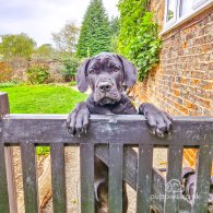 Cane Corso - Both