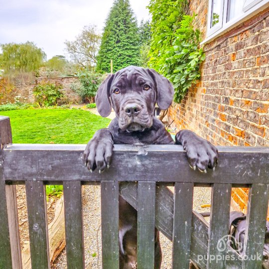 Cane Corso - Both