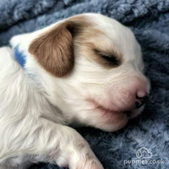 Cavachon - Dogs