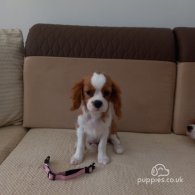 Cavalier King Charles Spaniel - Bitches