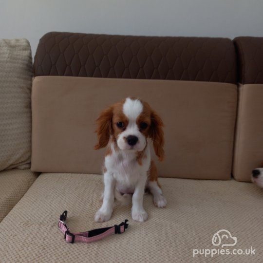 Cavalier King Charles Spaniel - Bitches