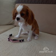 Cavalier King Charles Spaniel - Bitches