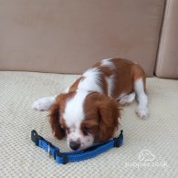 Cavalier King Charles Spaniel - Bitches