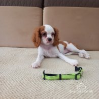 Cavalier King Charles Spaniel - Bitches