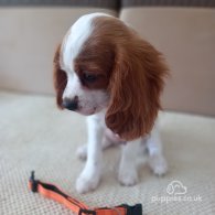 Cavalier King Charles Spaniel - Bitches