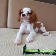 Cavalier King Charles Spaniel - Bitches