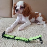 Cavalier King Charles Spaniel - Bitches