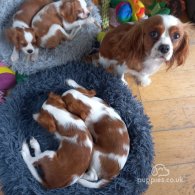 Cavalier King Charles Spaniel - Bitches