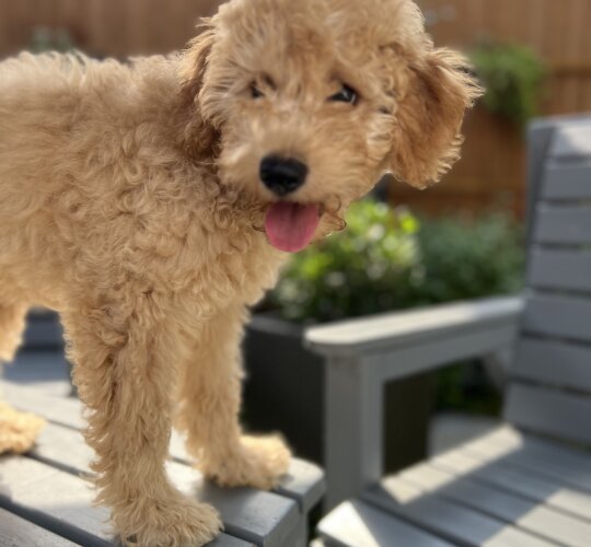 Cavapoo