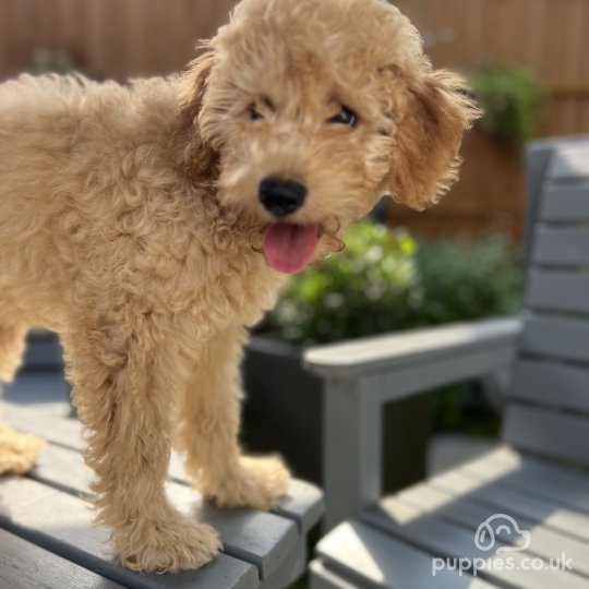 Cavapoo - Both