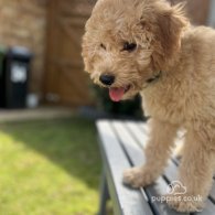 Cavapoo - Both