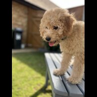 Cavapoo - Both