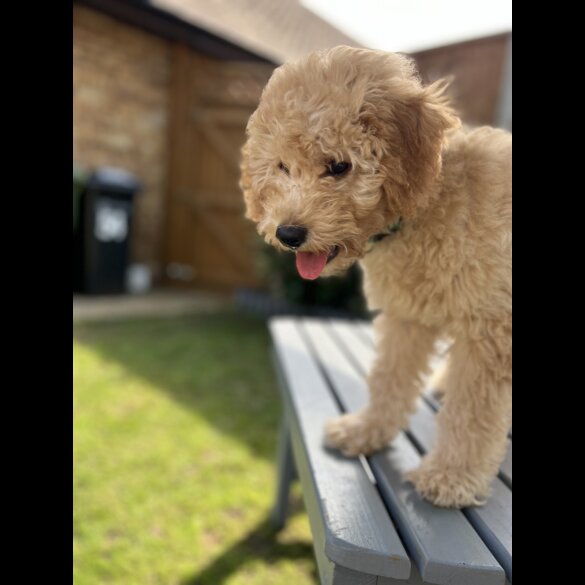 Cavapoo - Both