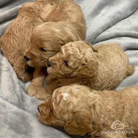 Cavapoo - Both