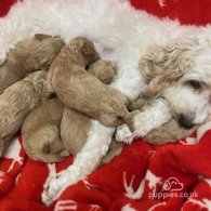 Cavapoo - Both