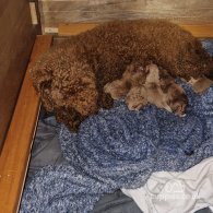 Cavapoo - Both