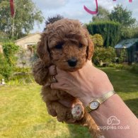 Cavapoo - Both