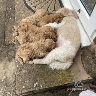 Cavapoo - Both