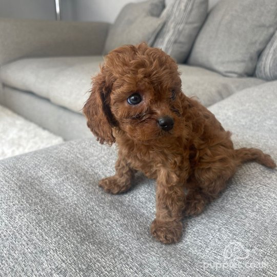 Cavapoo - Both