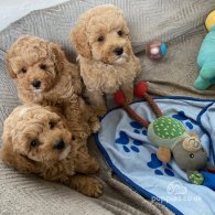 Cavapoo - Both