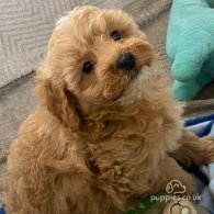 Cavapoo - Both