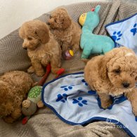 Cavapoo - Both