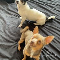 Chihuahua - Dogs