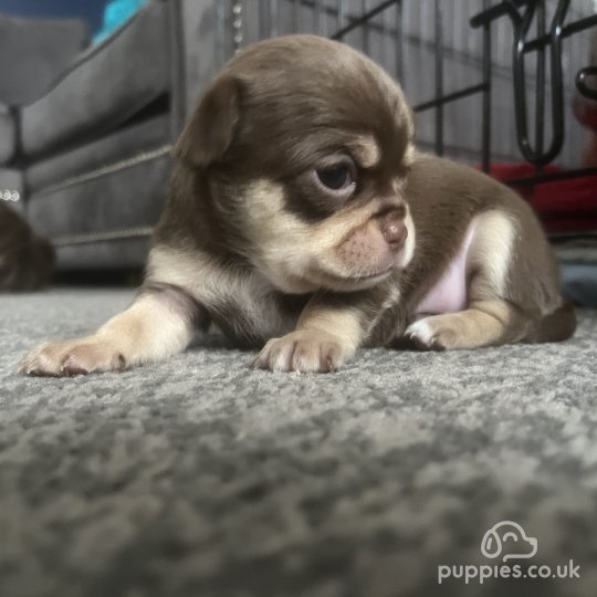 Chocolate chihuahua puppies for sale near me best sale