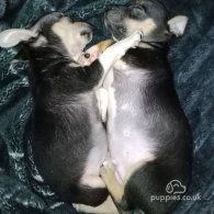 Chihuahua - Dogs