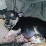 Chihuahua - Dogs