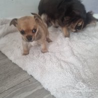 Chihuahua - Both