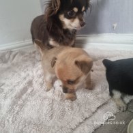 Chihuahua - Both