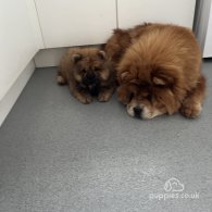 Chow Chow - Both