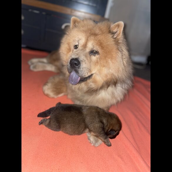 Chow Chow - Both