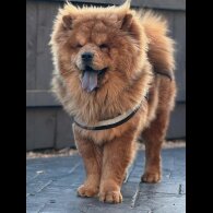 Chow Chow - Both