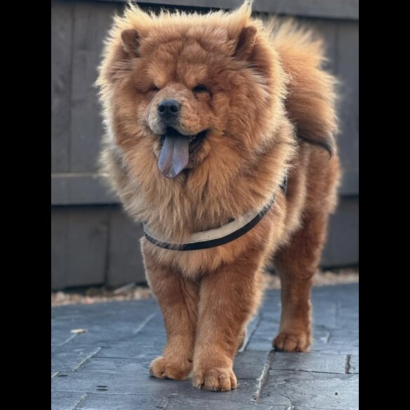 Chow Chow - Both