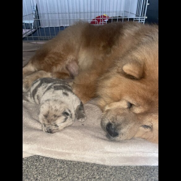 Chow Chow - Both