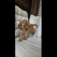 Cockapoo - Both