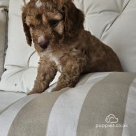 Cockapoo - Both