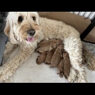 Cockapoo - Both