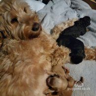 Cockapoo - Dogs