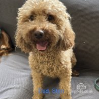 Cockapoo - Both