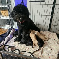 Cockapoo - Both