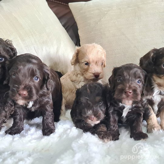 Chocolate cockapoo for sale best sale