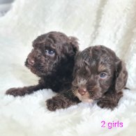 Cockapoo - Both