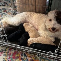 Cockapoo - Both